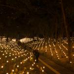 pulse_garden_mexico_city_2026_jh_012 : Landscape