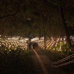 pulse_garden_mexico_city_2026_jh_013 : Landscape