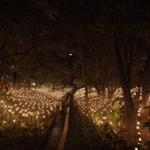 pulse_garden_mexico_city_2026_jh_026 : Landscape